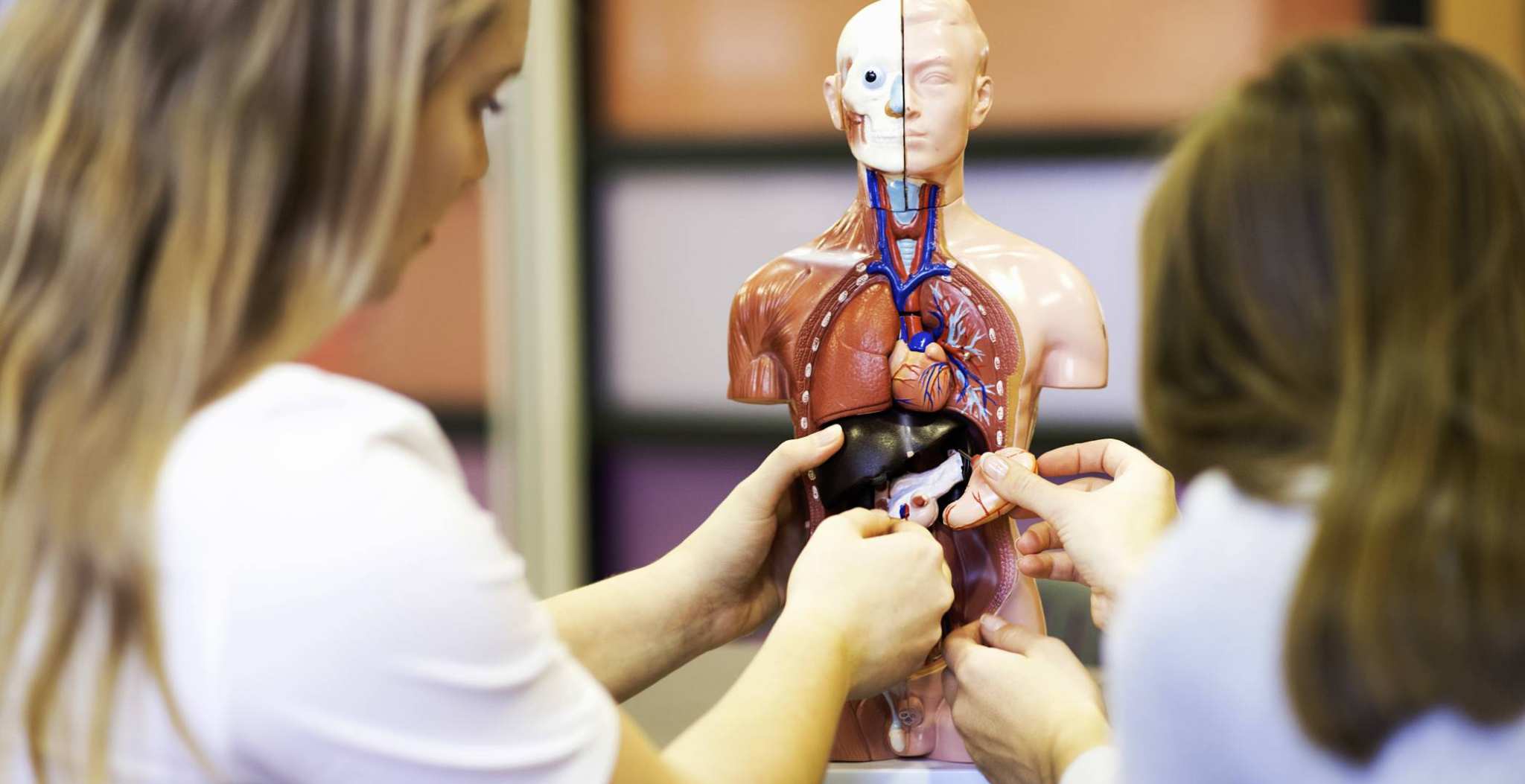 2 studenten bezig met anatomisch model romp