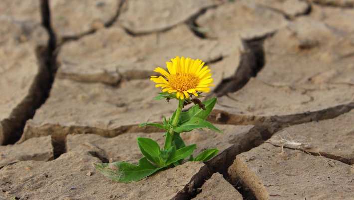 Dag van de droogte. Droge grond met bloem. 