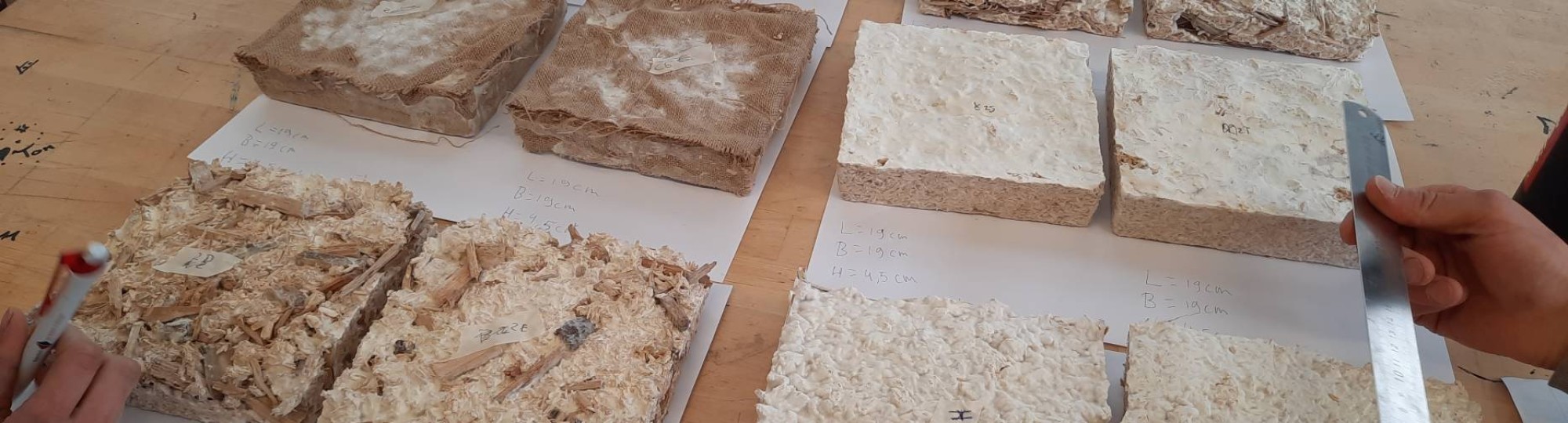 Een proef van het mycelium project in het kader van de nieuwe minor biobased innovations