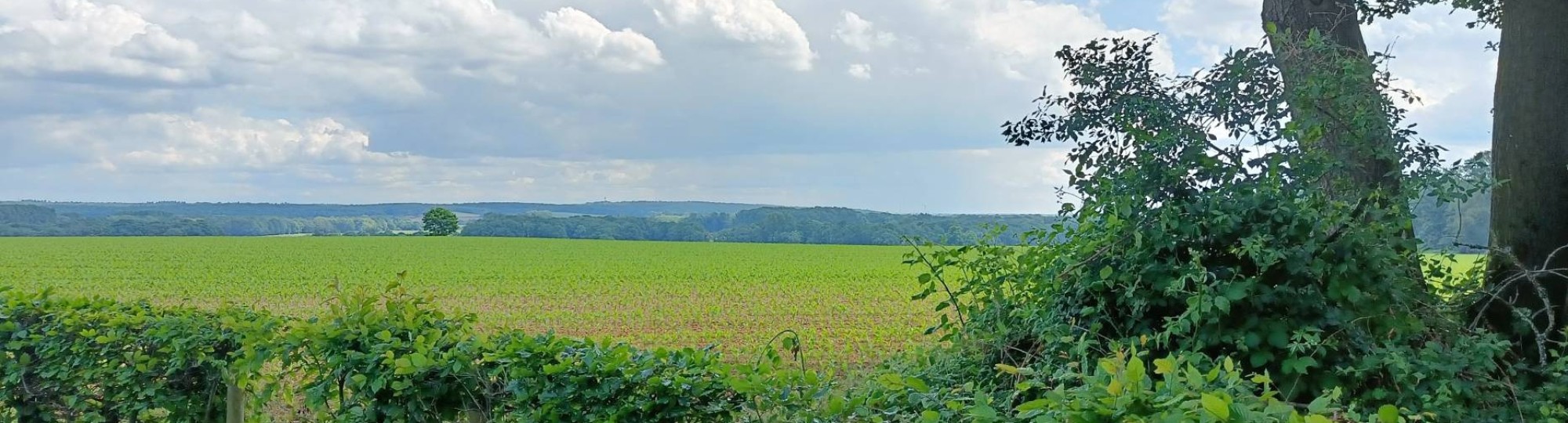 Volunteers 2.0, Landschap