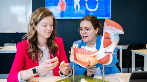 twee studenten kijken naar anatomiemodel