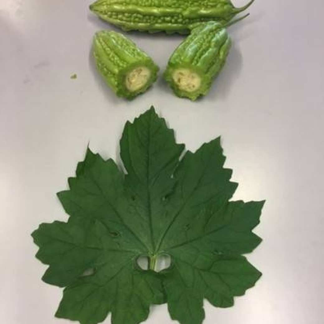 Bitter Gourd, Sopropo, fruit en blad van het fruit (Nico Hoeijmans)